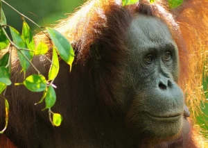 Borneo Wilderness