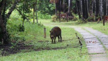 wildpig