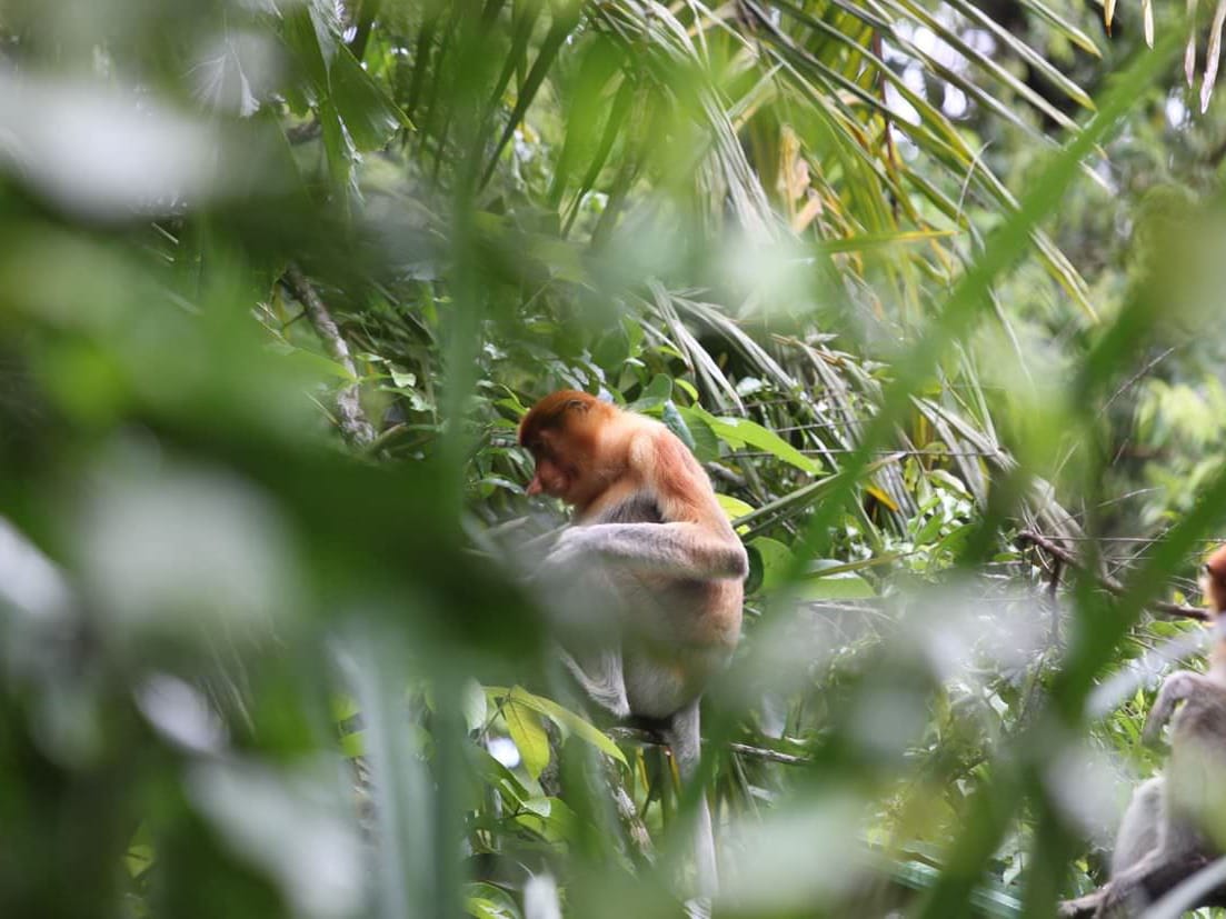 A proboscis monkey among the trees of Bako National Park