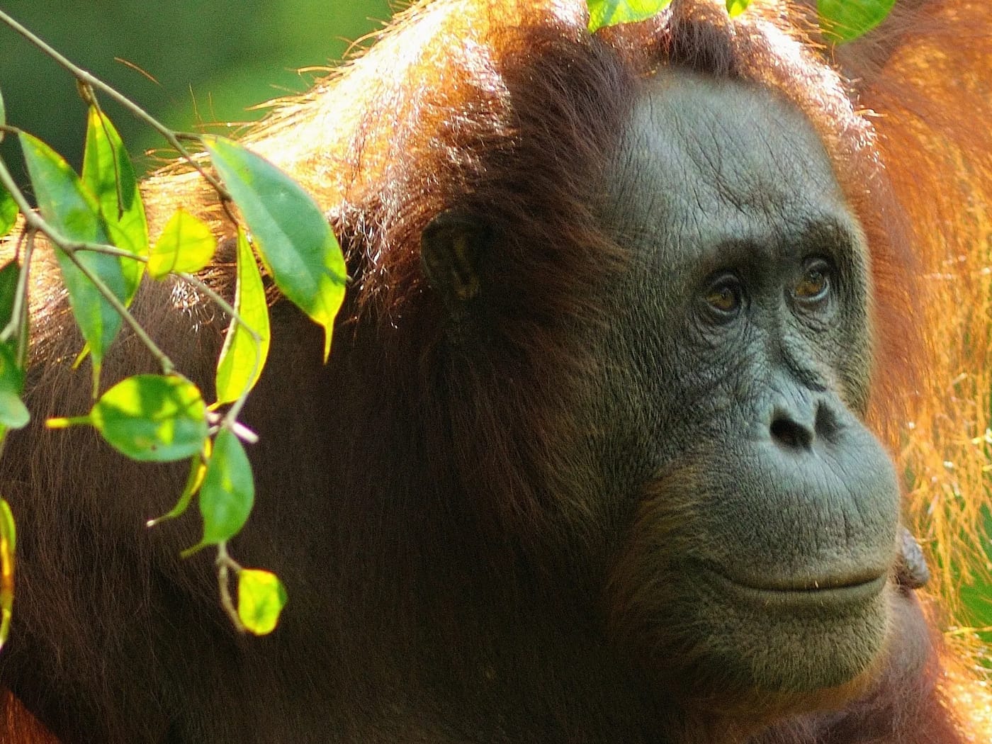 A semi-wild orangutan at Semenggoh Nature Reserve near Kuching